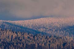 Bayerischer Wald - Zum Vergroessern klicken!